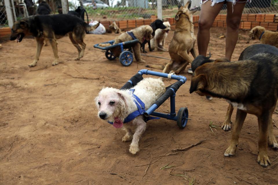 Un perro discapacitado camina usando una silla de ruedas construida por Jazmín Arévalos en su albergue Rescaes en Itapuami, Paraguay, el miércoles 17 de octubre de 2018. (AP Foto/Jorge Saenz)