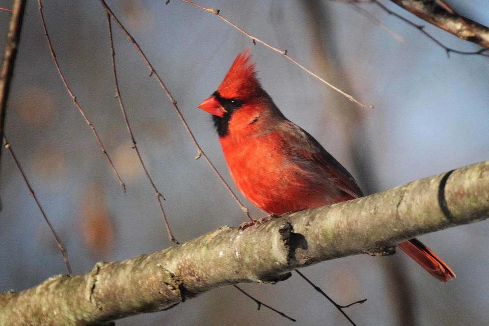 While northern cardinals share their brilliance with us almost daily, they're an exceptional treat for folks from western states where cardinals never visit.