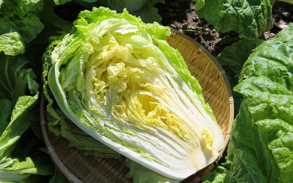 <p>Auf Platz zwei der Studie landet der Chinakohl. Das Gemüse ist leicht bekömmlich und bringt viele gesunde Nährstoffe mit sich. Schon 100 Gramm decken ein Viertel des täglichen Vitamin-C-Bedarfs. Außerdem ist der Chinakohl reich an pflanzlichem Eiweiß und hochwertigen Aminosäuren. (Bild: iStock / ranmaru)</p> 