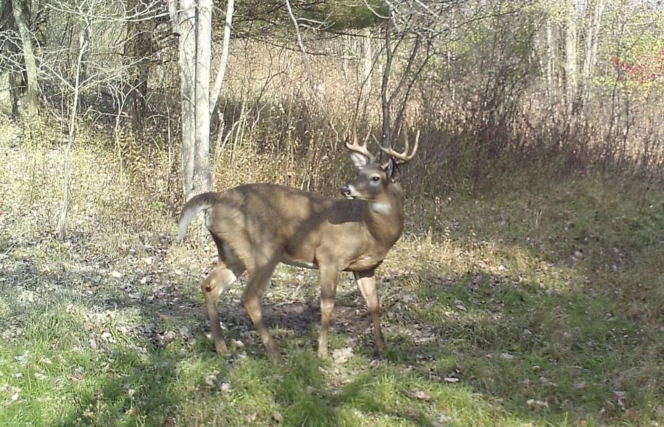 An alert 10-pointer at a huge scrape.