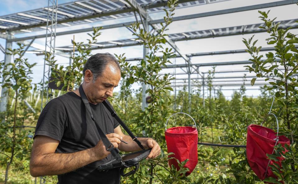 Researcher Fadel Hasan notes results under solar panels installed over an organic orchard in Gelsdorf, western Germany, Tuesday, Aug. 30, 2022. Solar installations on arable land are becoming increasingly popular in Europe and North America, as farmers seek to make the most of their land and establish a second source of revenue. (AP Photo/Martin Meissner)