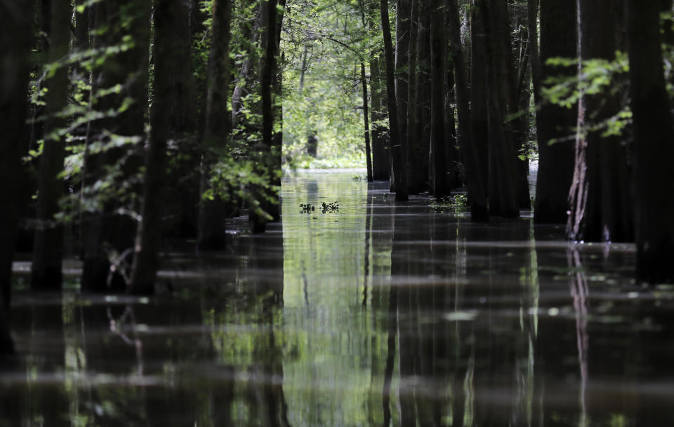 FILE - In this April 27, 2018 photo, an old logging canal cuts through Bayou Sorrel in the Atchafalaya River Basin in Louisiana. A federal judge says demonstrators and a journalist may continue their challenge of a Louisiana law making it a felony to trespass in the area of a pipeline through the Louisiana swamp. Activists said they had landowners’ permission to protest on the land in the environmentally sensitive Atchafalaya Basin and have described the state law as part of a larger effort against environmental activism. (AP Photo/Gerald Herbert, File)