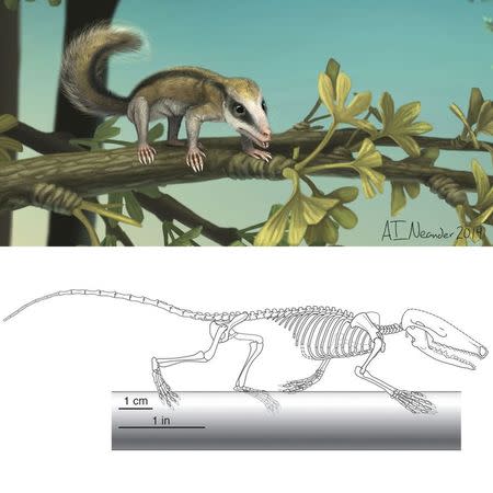 Skeletal and life style reconstructions of Agilodocodon scansorius , a docodont mammaliaform is shown in this illustration courtesy of University of Chicago released to Reuters on February 12, 2015.