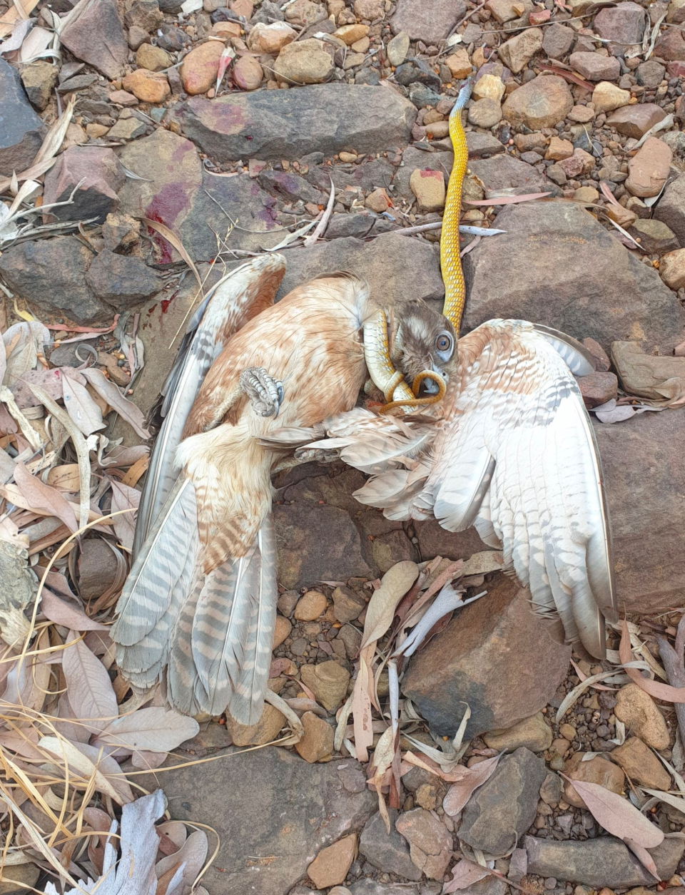 A green tree snake wrapped around the neck of a brown falcon on the ground. 