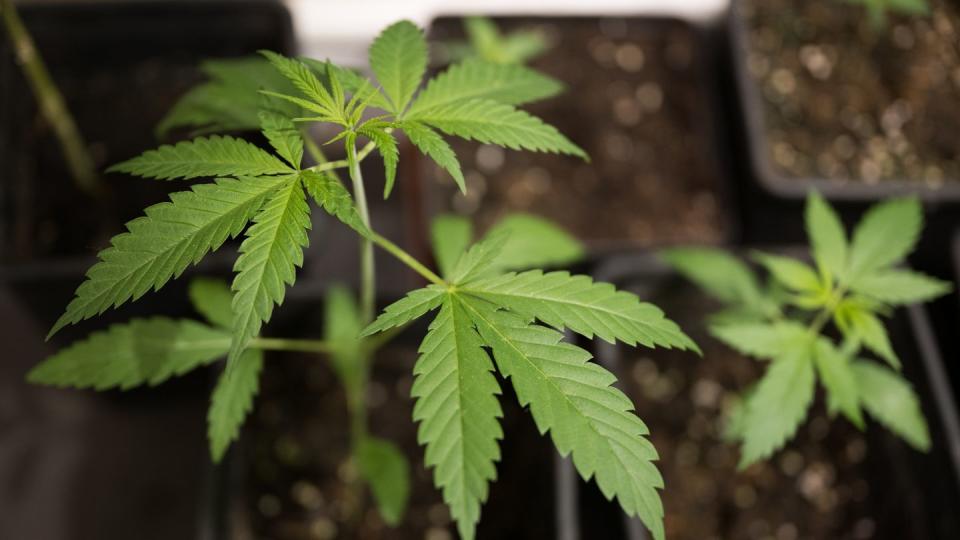 Cannabis soll ab 1. April 2024 für Volljährige legal werden. (Bild: dpa)