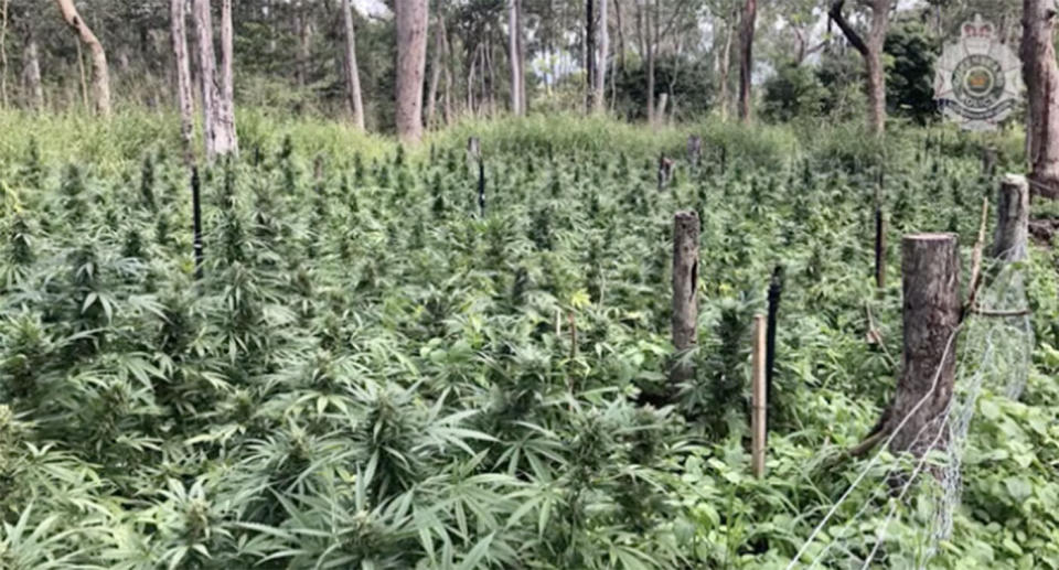 The landowner of a “large-scale bush crop” of cannabis has told the officers who raided his property that he had no idea his land was being used to grow the drugs. Source: Queensland Police Service