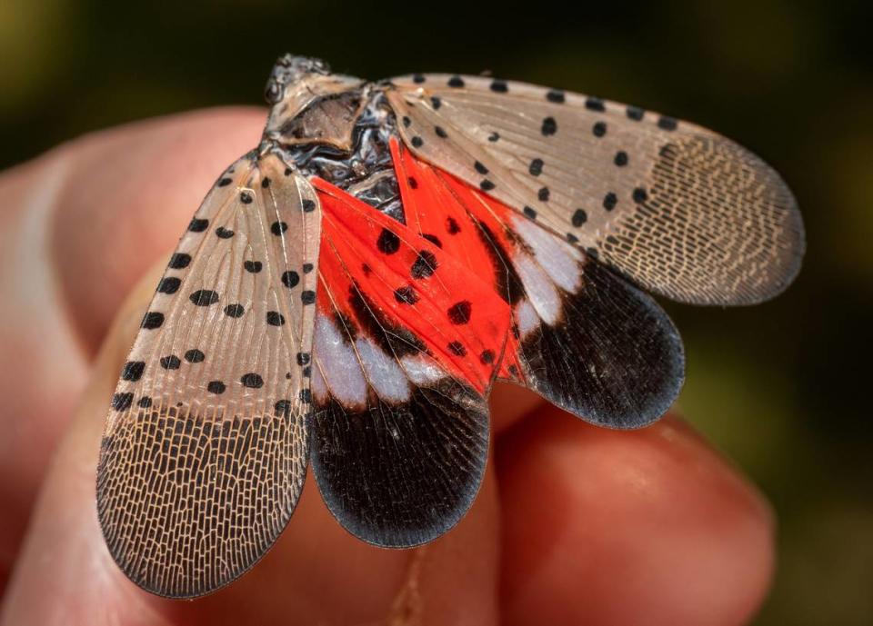 Vince Burkle, of the Indiana Department of Natural Resources, holds an adult spotted lanternfly found in Huntington, Indiana, on Aug. 17, 2022. (Andy Lavalley/Post-Tribune/TNS)