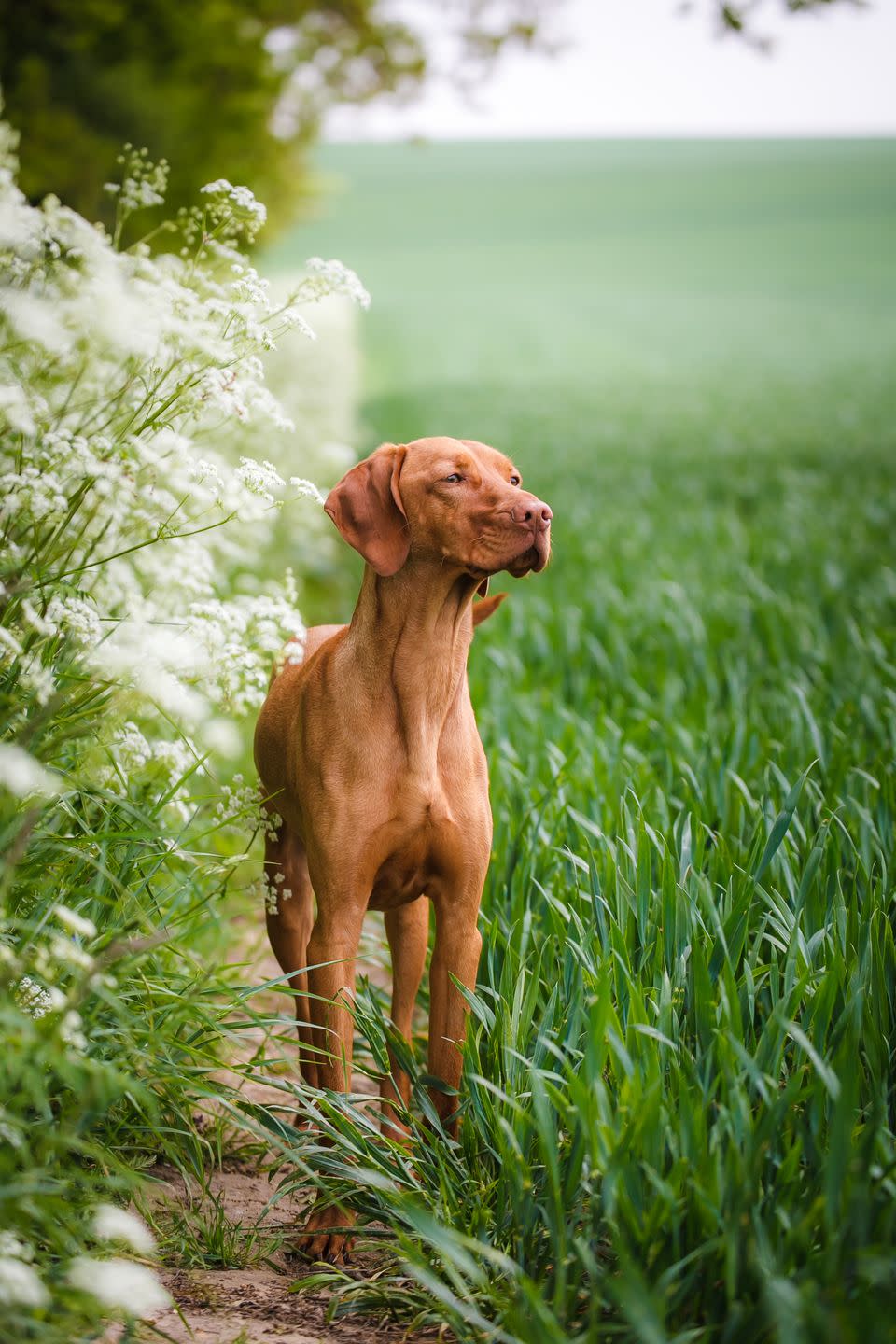 medium dog breeds vizsla