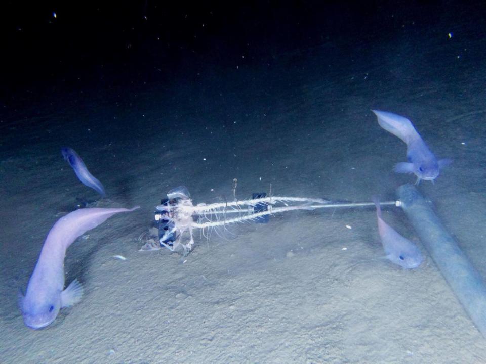 The newly discovered snailfish of the deep ocean is a strange beast: for one thing, it's quite mushy (AFP/Getty)