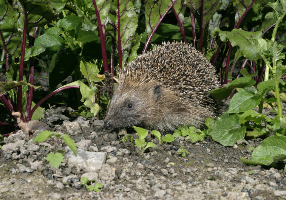 Hedgehog numbers in rural areas have dropped dramatically (Picture: PA)