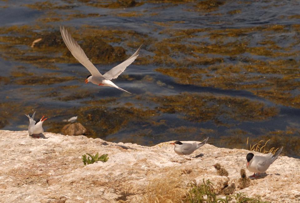 A seabird part of the gull family, terns are protective and loud birds that are excellent indicators of ocean health. Pictured, they congregate on White Island off the coast of Maine and New Hampshire, where they breed in the summer.