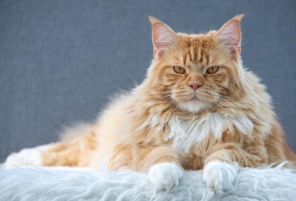 orange cat breeds maine coon