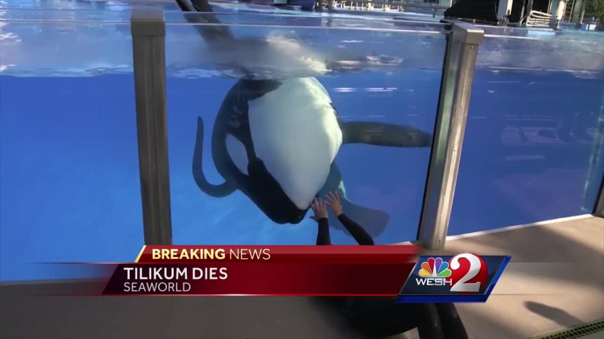 SeaWorld Tilikum, orca that killed trainer, has died