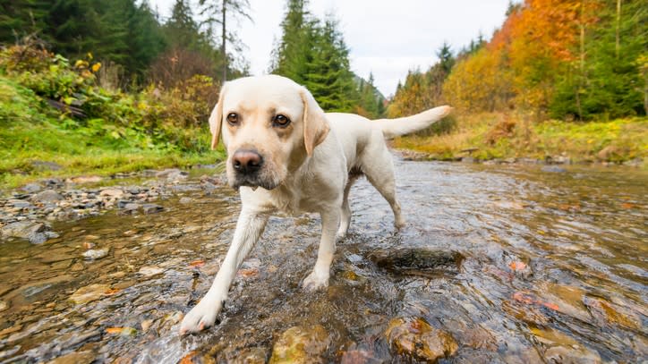 A labrador walking in a stream