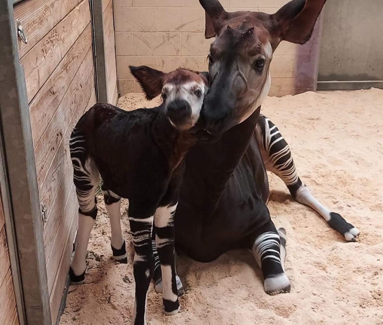 OKC Zoo okapi mom, Kayin, and her male calf