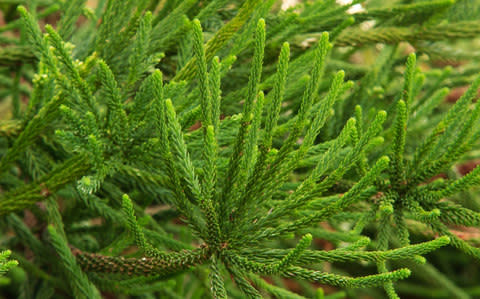 Cryptomeria japonica 'Araucarioides',  - Credit: Herve Lenain/Alamy 