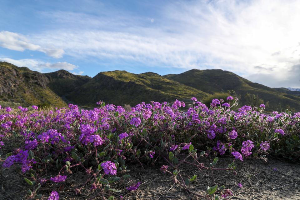 Sand verbena wildflowers bloom in the Rimrock neighborhood of Palm Springs on March 18, 2024.
