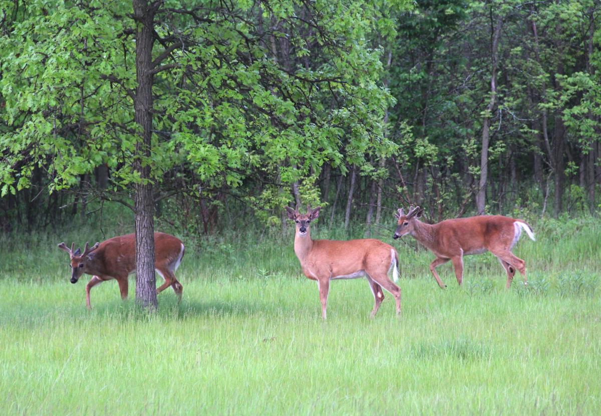The 2022 Wisconsin deer season will feature slightly more late hunts