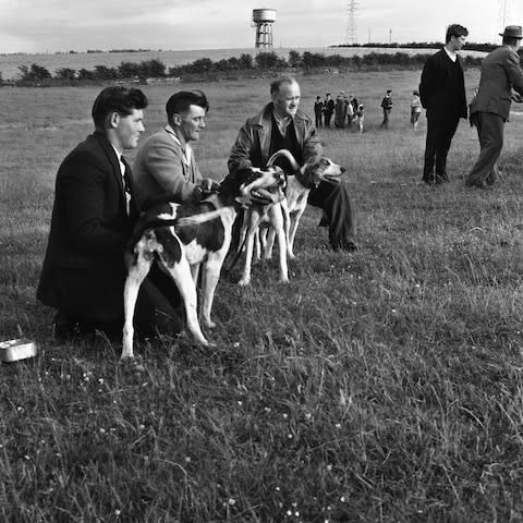 Hounds follow a scent over 10 miles across the fells and the first one home is the winner - Credit: getty