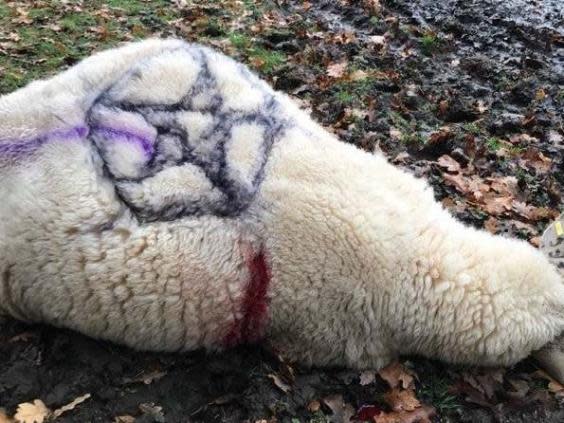 The dead sheep was covered in occult symbols (PA)