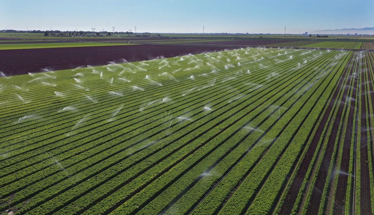 Sprinklers water a lettuce field in Holtville, California with Colorado River water. <a href="https://www.gettyimages.com/detail/news-photo/this-aerial-view-shows-sprinklers-watering-a-lettuce-field-news-photo/1248577888" rel="nofollow noopener" target="_blank" data-ylk="slk:Sandy Huffaker/AFP via Getty Images;elm:context_link;itc:0;sec:content-canvas" class="link ">Sandy Huffaker/AFP via Getty Images</a>