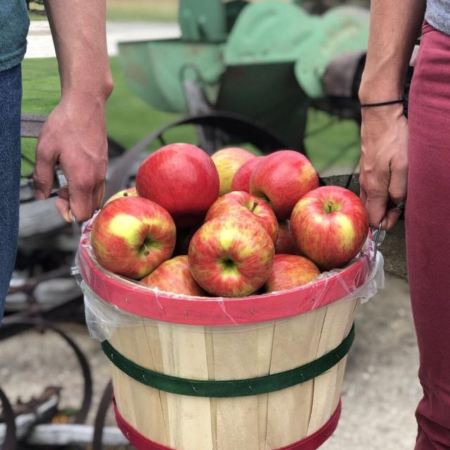 Ida Red Apples - Apple Holler