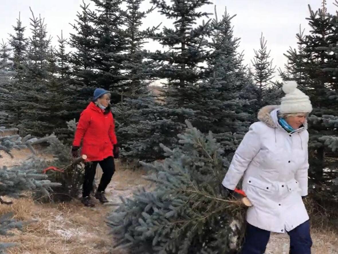 Volunteers helped remove non-native trees from a property near Red Deer Saturday. (Submitted by Keltie Manolakas - image credit)