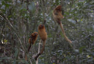 Golden Lion Tamarins hold on to trees in the Atlantic Forest region of Silva Jardim in Rio de Janeiro state, Brazil, Thursday, Aug. 6, 2020. A recently built eco-corridor will allow these primates to safely cross a nearby busy interstate highway bisecting one of the last Atlantic coast rainforest reserves. (AP Photo/Silvia Izquierdo)