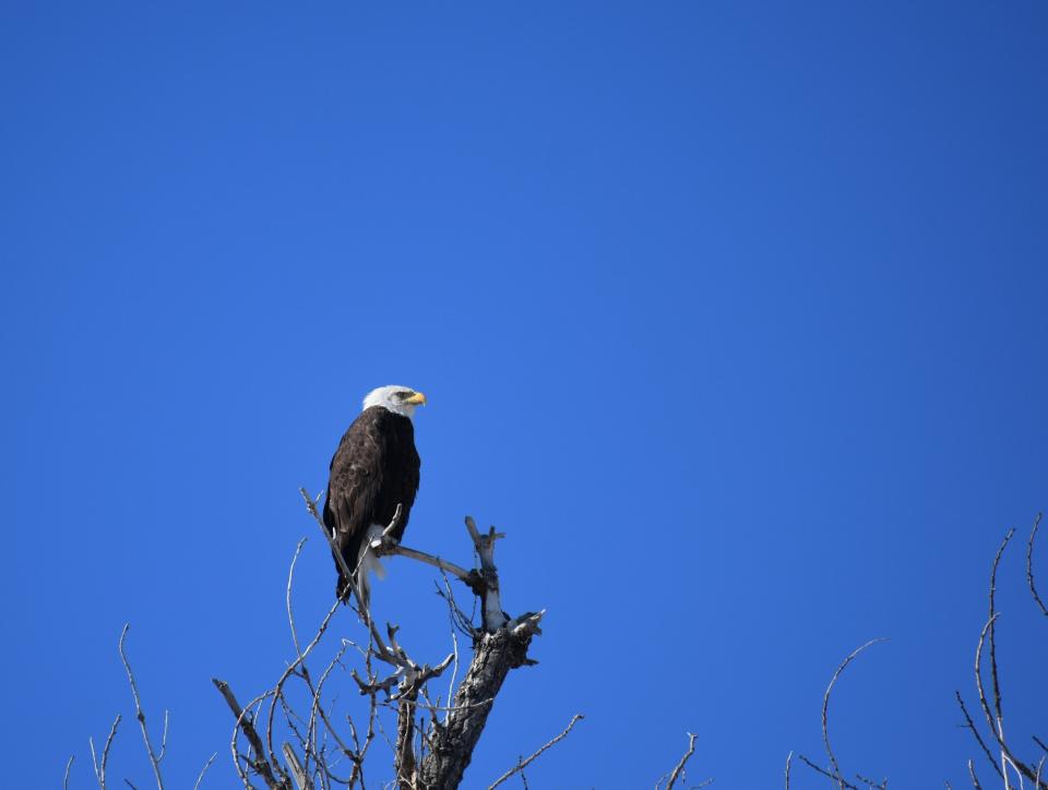A bald eagle perches above the Poudre River at the River Bluffs Open Space on Feb. 16. The site is a couple miles southeast of where a Topgolf facility is being proposed in Timnath.