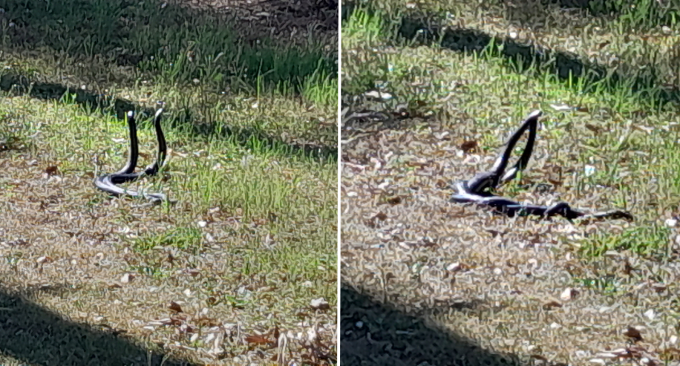Two images. Both show two red-bellied black snakes fighting each other surrounded by grass.