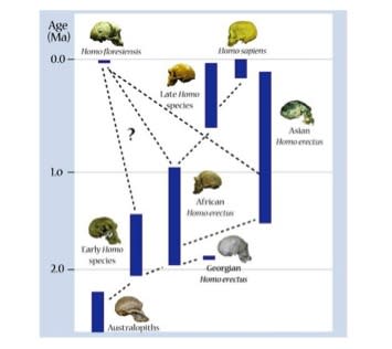 Possible routes of evolution for Homo floresiensis (Baab)