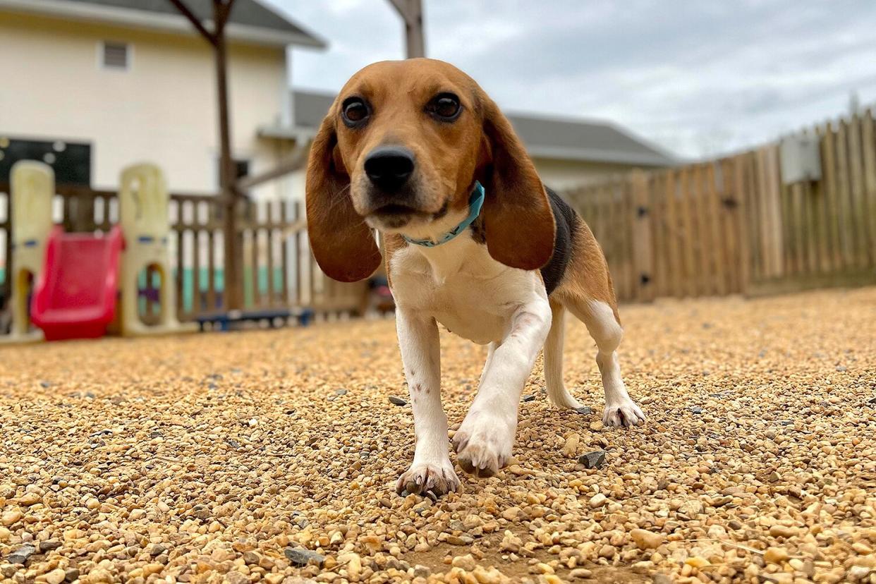 beagles for adoption