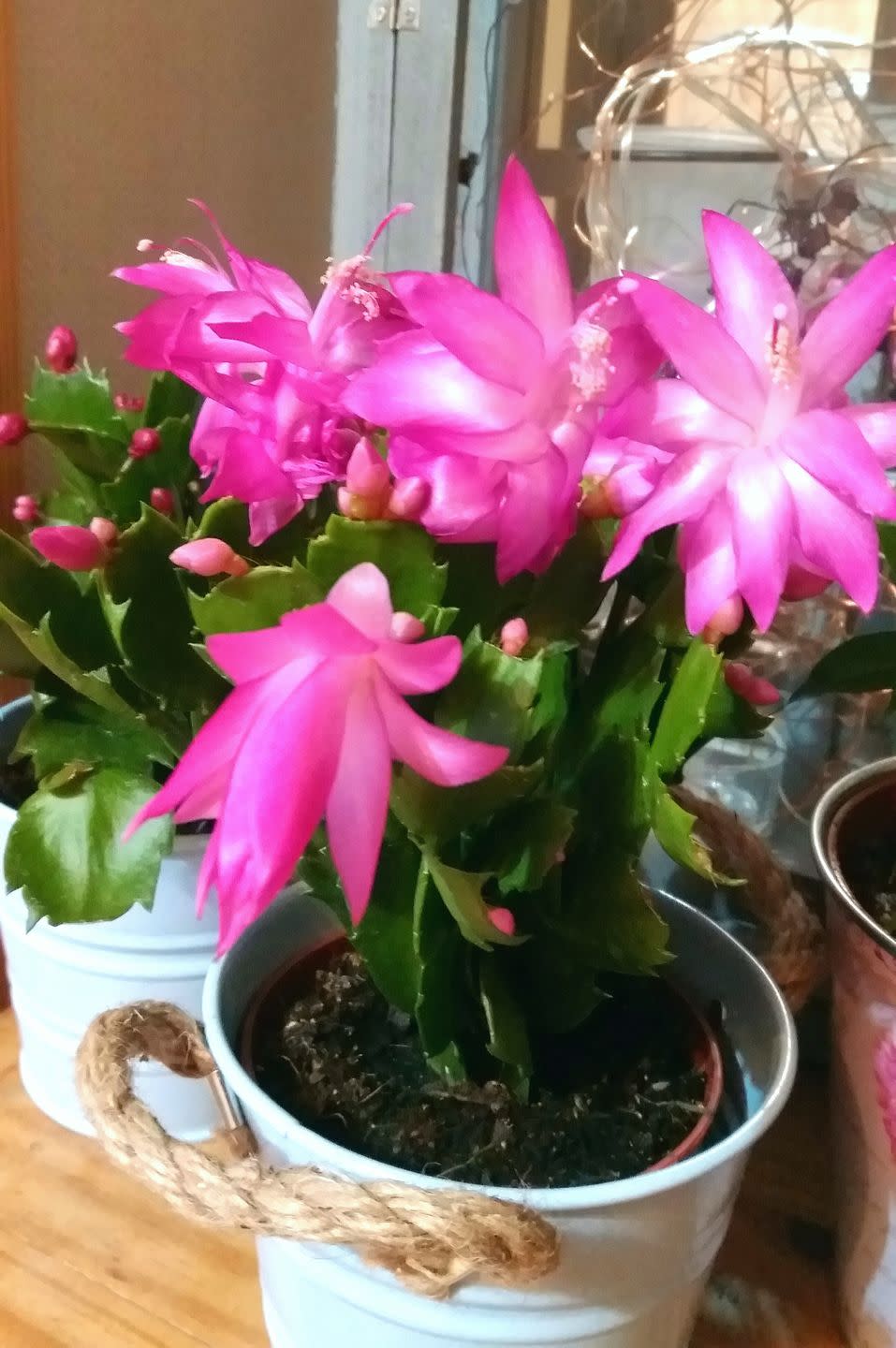 Christmas Cactus