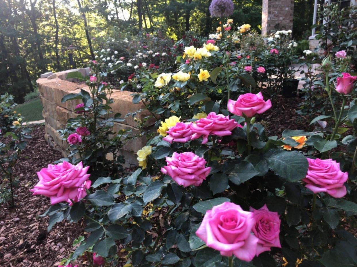 Swing Time roses (front) bloom in the garden of Diane Sommers. The miniflora rose was hybridized by Steve Singer of Kenosha.