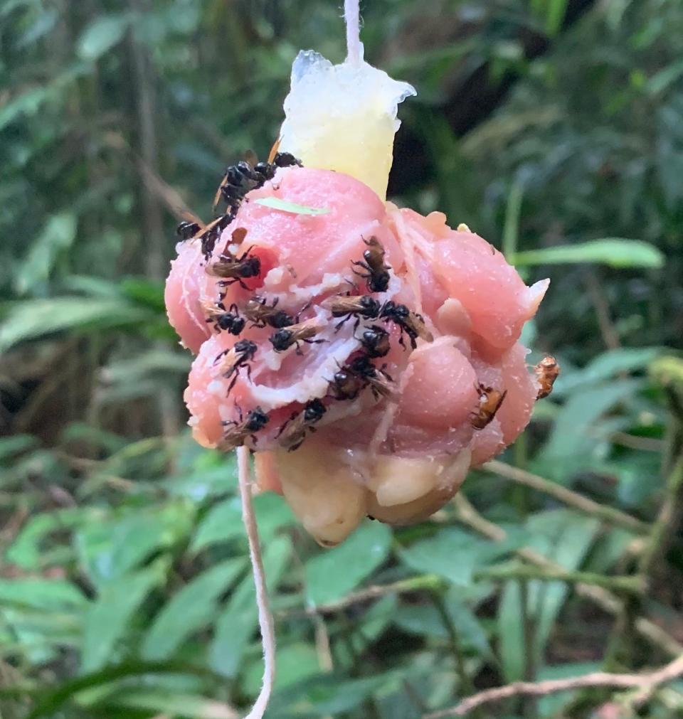 In order to study vulture bees that consume meat rather than pollen and nectar, researchers hung raw chicken from branches in Costa Rica.