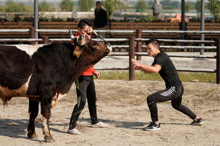 Bullfighter Ren Ruzhi, 24, fights with a bull during a practice session at the Haihua Kung-fu School in Jiaxing, Zhejiang province, China October 27, 2018. REUTERS/Aly Song