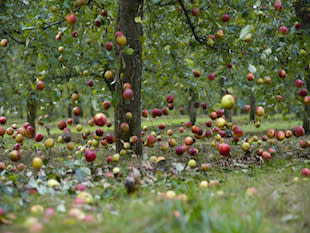 Fresh apples in the fall can conjure up a flood of memories