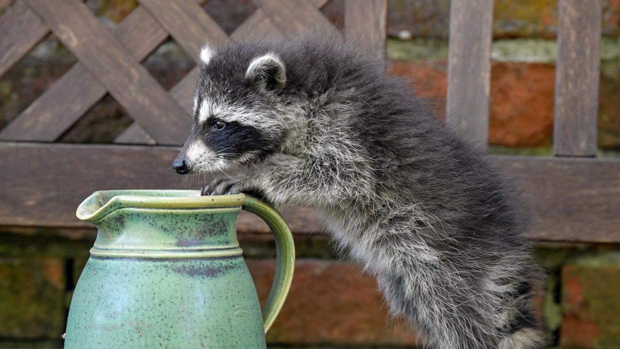 Auch er hat Durst: Ein junger Waschbär erkundet im brandenburgischen Sieversorf einen Garten.