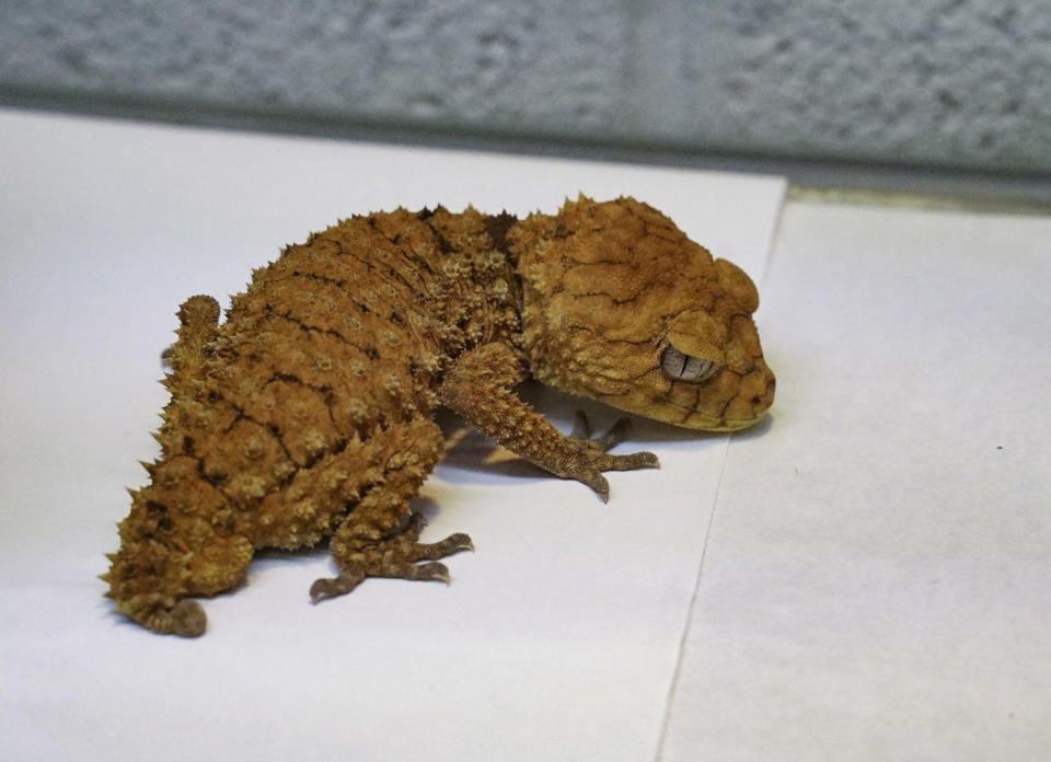 我天生臭臉，其實我很好相處的（棘皮瘤尾守宮）。（台北市立動物園提供）