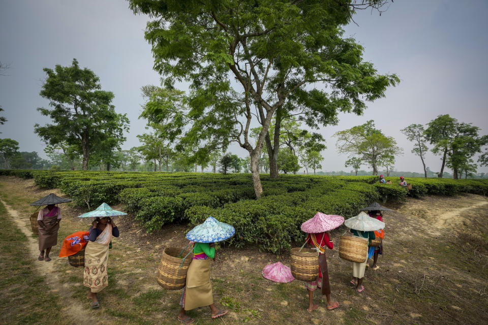 Tea garden laborers leave at the end of their work day, in Marioni in upper Assam, India, April 16, 2024. (AP Photo/Anupam Nath)