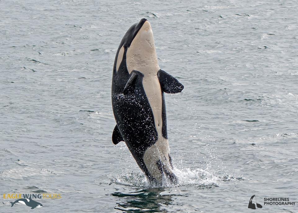 虎鯨寶寶首次狩獵成功，開心的在海面上彈跳。（圖／翻攝自Eagle Wing Whale Watching Tours臉書）