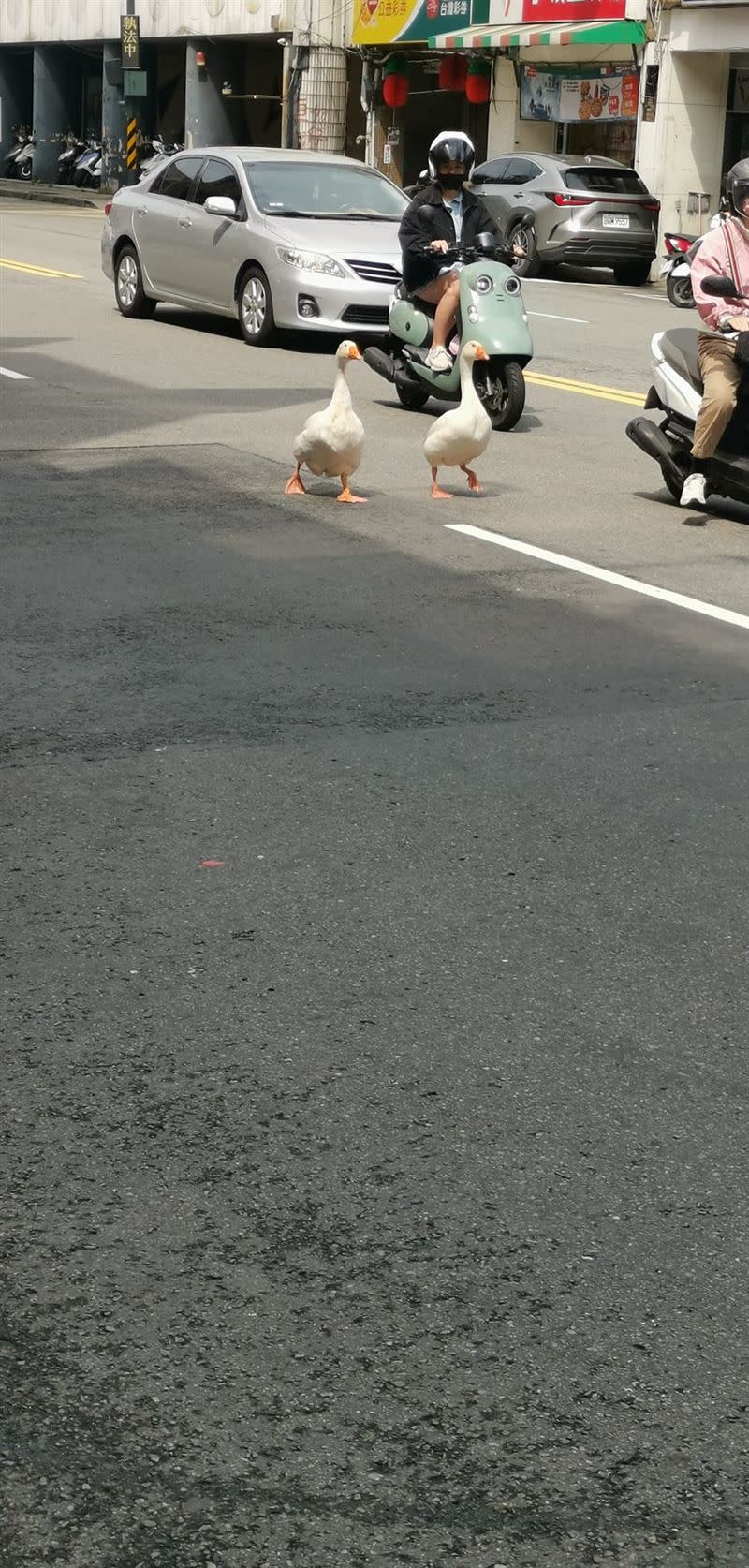 新竹市街頭出現2隻白鵝逛大街。,（圖／翻攝自《新竹人新竹事》）