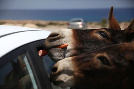 A wild donkey eats a carrot in Karpasia peninsula in northern Cyprus August 3, 2017. Picture taken August 3, 2017.REUTERS/Yiannis Kourtoglou