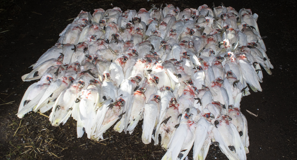 105 dead corellas in a pile at night.