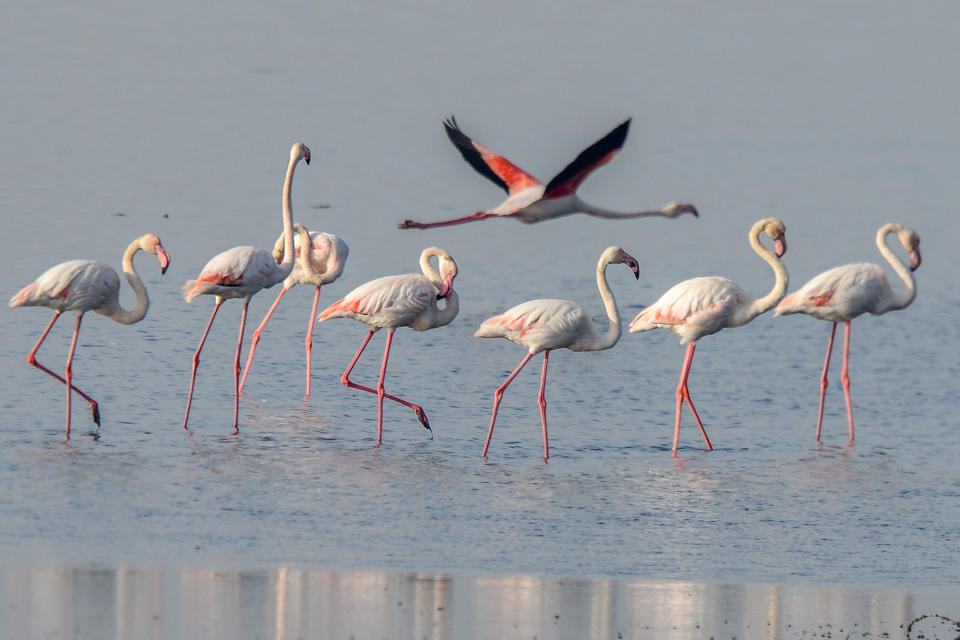 Flamingoes in Kuwait City