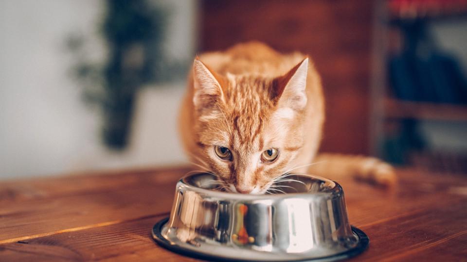 an orange cat eats from a metal bowl