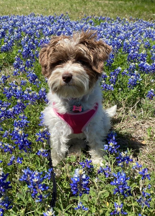 Bailey poses in the bluebonnets (Courtesy: William Ballagh)