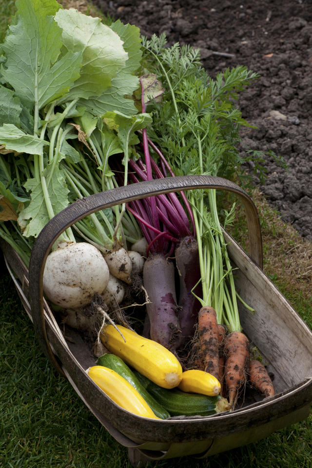 Electro-culture gardening – the centuries-old growing trick that promises  better veggies every time