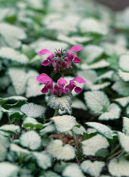 unspecified circa 2003 spotted deadnettle or spotted henbit lamium maculatum, lamiaceae photo by deagostinigetty images