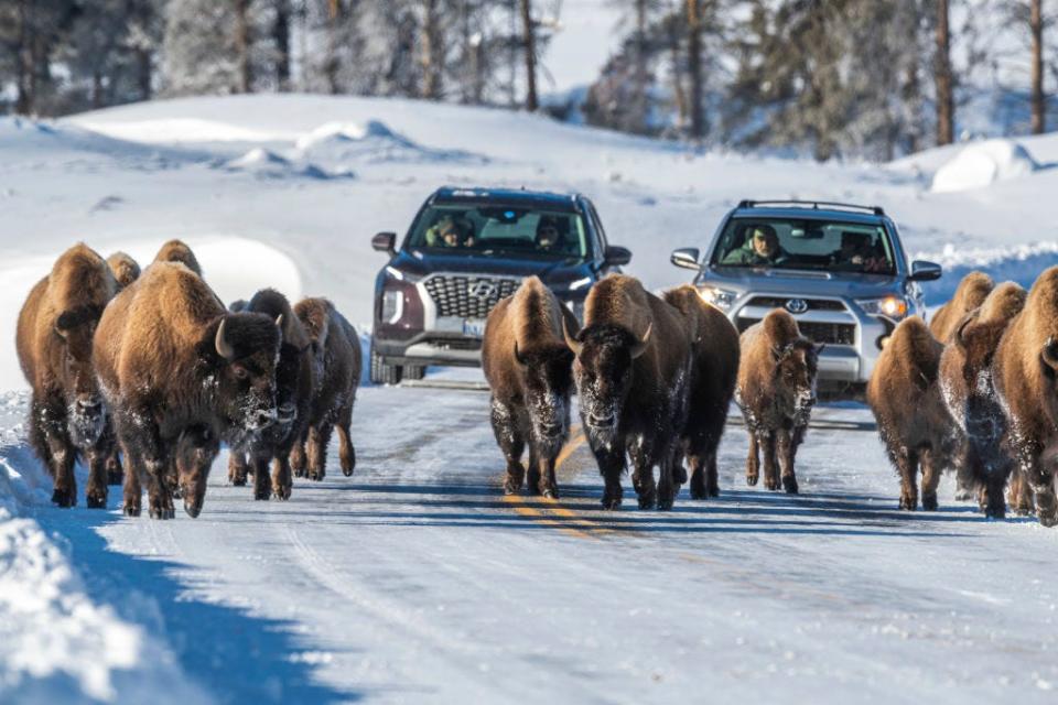 Bison walking down the middle of the highway in winter in front of cars in Yellowstone National Park.